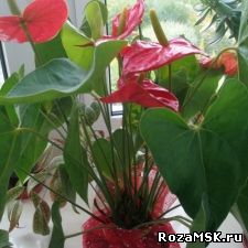 Антупиум комнатное растение